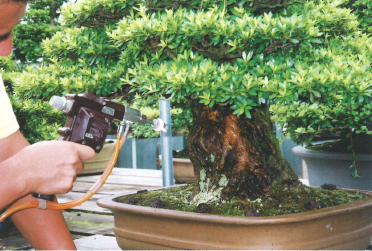 サツキ幹洗浄は盆栽・水石用スプレーガン使用例