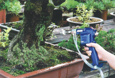 五葉松の幹洗浄は盆栽・水石用スプレーガン使用例